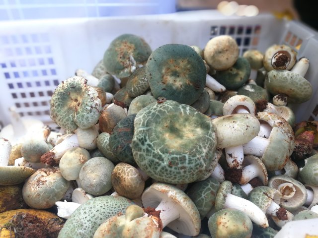 开屏策划｜上哪找菌、怎么识菌？云南捡菌“老司机”这样说→