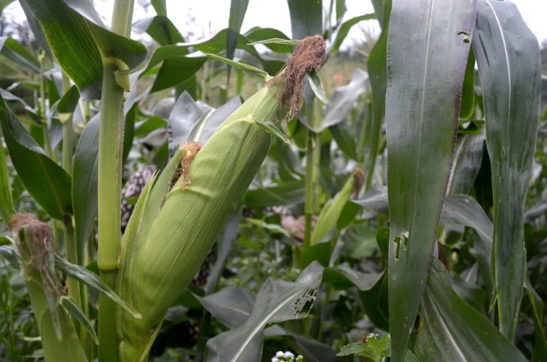 扶农助农政府补贴政策解读,扶农惠民政策