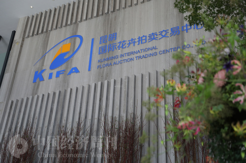 云南最大的鲜花拍卖市场,世界第一大鲜花拍卖市场