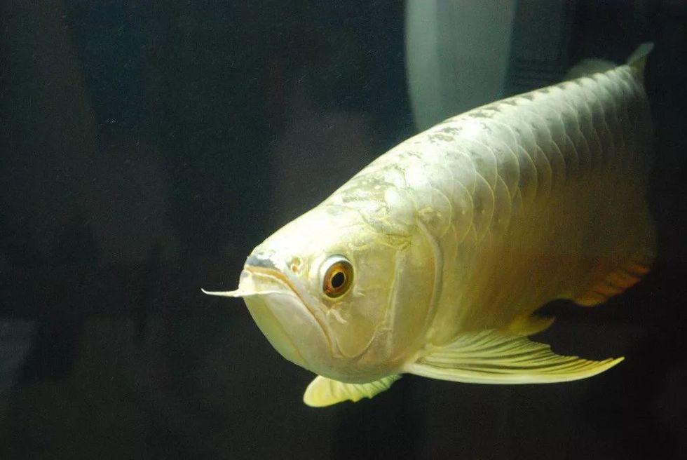 给鱼去眼袋缩下巴,亚洲富人为什么要给一条鱼做整形手术?