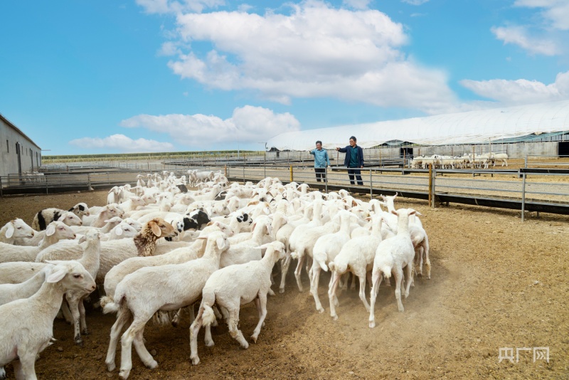 甘肃民勤羊产业,甘肃羊产业