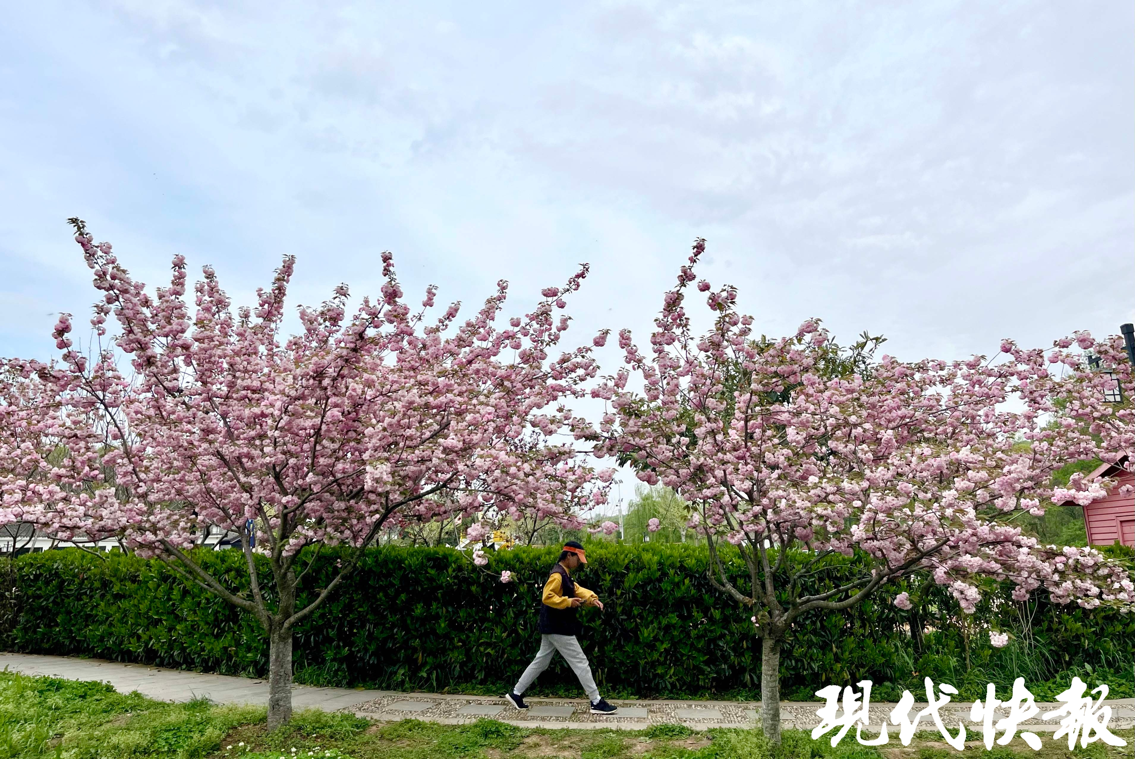 江苏最新天气预报周日有雨吗,江苏本周风雨来袭气温过山车