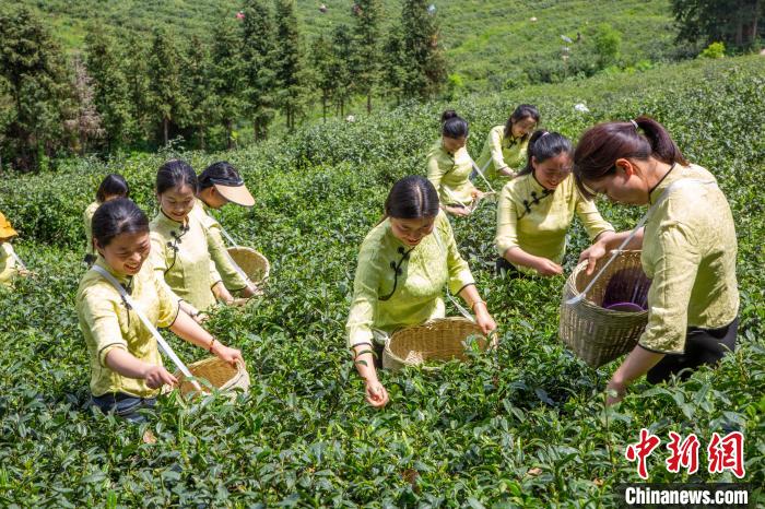 湖北谷城高山生态茶,谷城名茶排名前十的茶