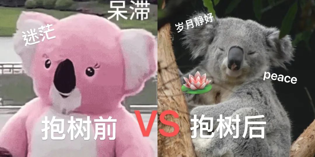 谁懂啊！沪上年轻人开始流行“抱树”解压了