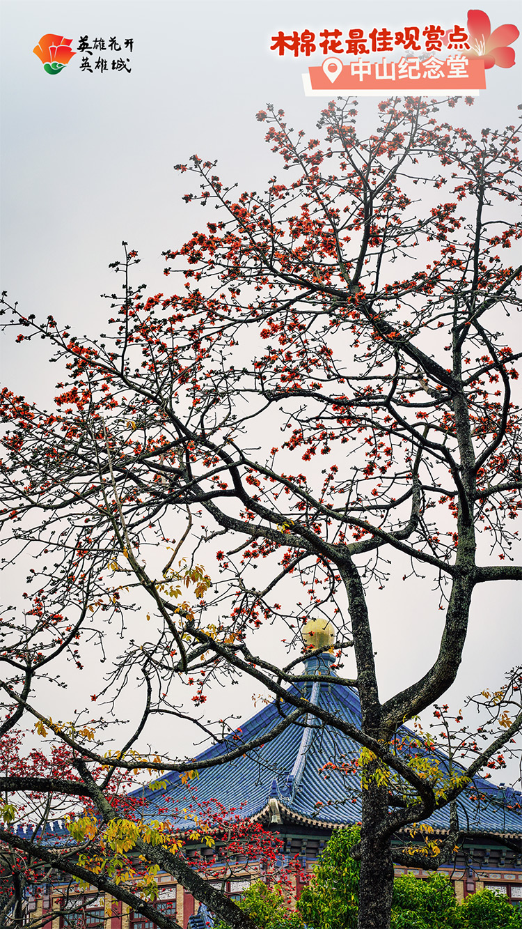 2022广州英雄城英雄花,广州英雄广场木棉花