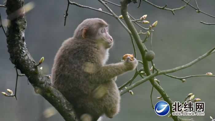 春日到荥经邂逅鸽子花