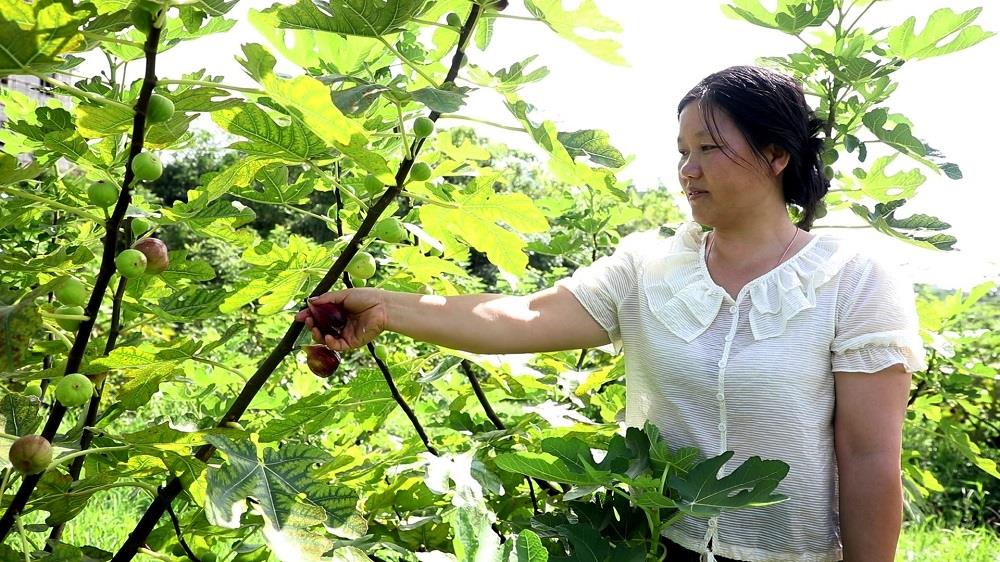 无花果新品种梦幻甜蜜,新田无花果专卖店