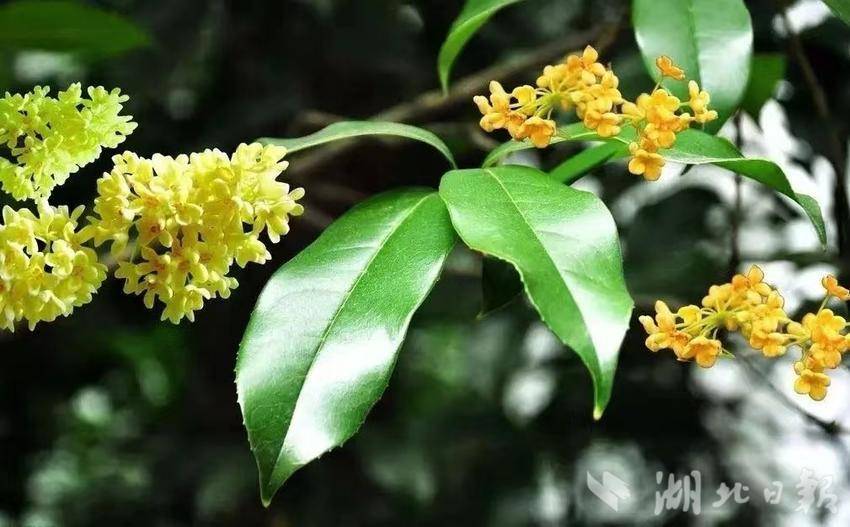 鹤峰:云淡风清扬秋分落叶黄