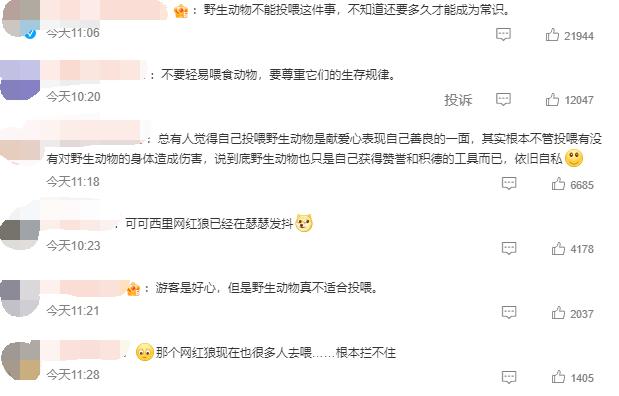 “网红狐狸死在雪地里”？景区回应