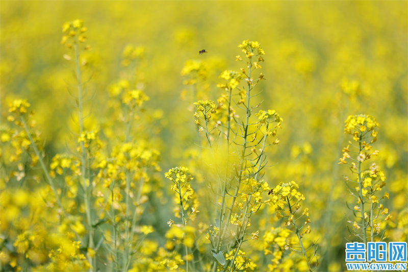 多彩贵州花漾中国走进黔西南,多彩贵州花漾中国兴义