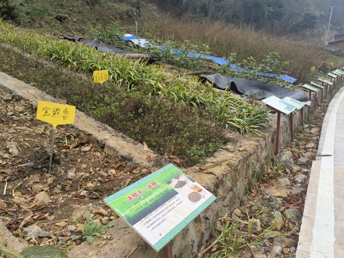 九死还魂草复活的视频,九死还魂草复活