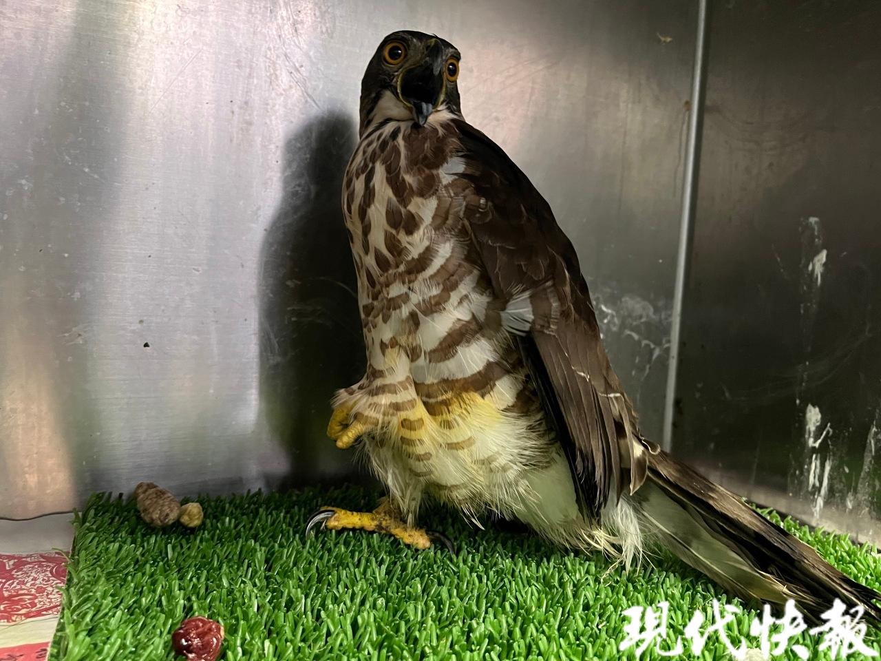 凤头鹰受伤事件,凤头鹰受伤真实视频